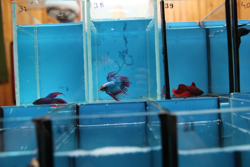 084betta.JPG