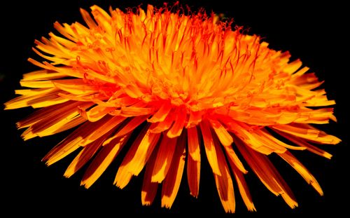 Mniszek lekarski.jpg