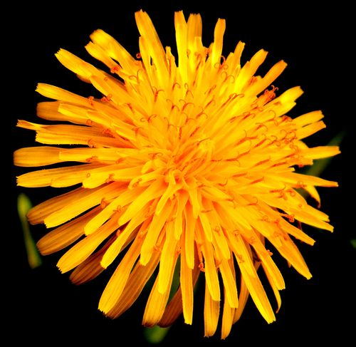 Mniszek lekarski2.jpg