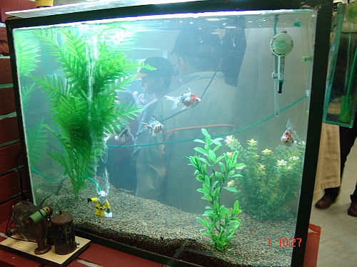 akwariumwprowadzajace1.jpg