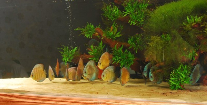 DSC_mchy i paletki.JPG