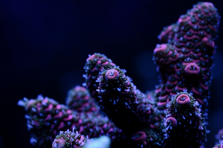Acropora 2.jpg