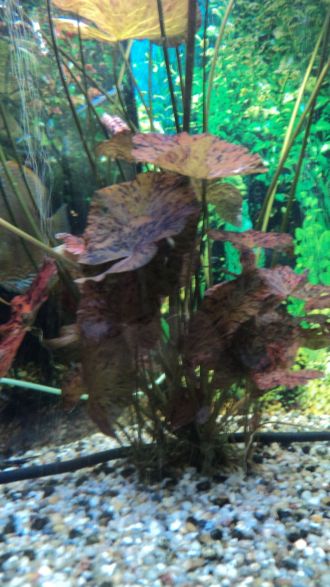 lotos czerwony jest2.jpg