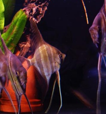 Bez tytułu- rio1.jpg