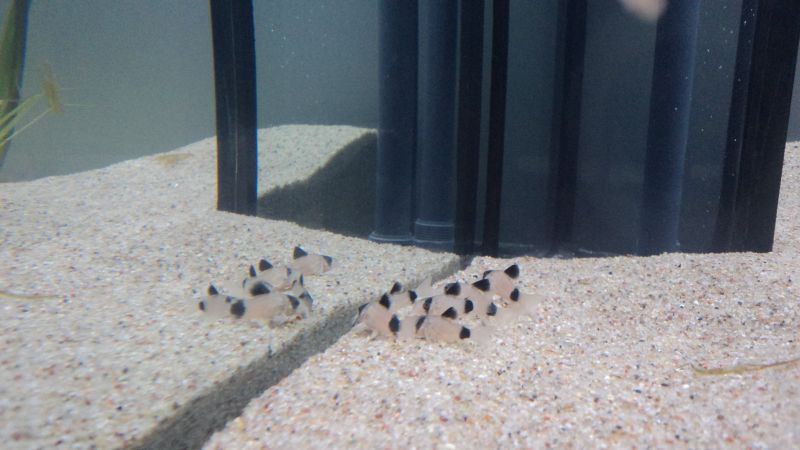 banda pandy forum.jpg