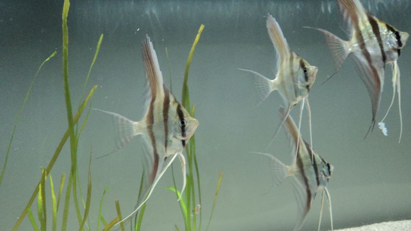 forum altumtydzien.jpg