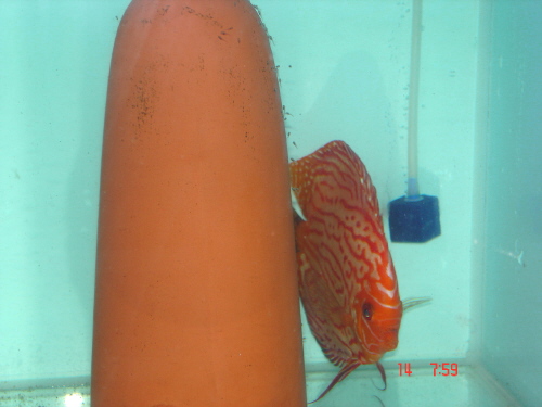 piegon blood blau .JPG