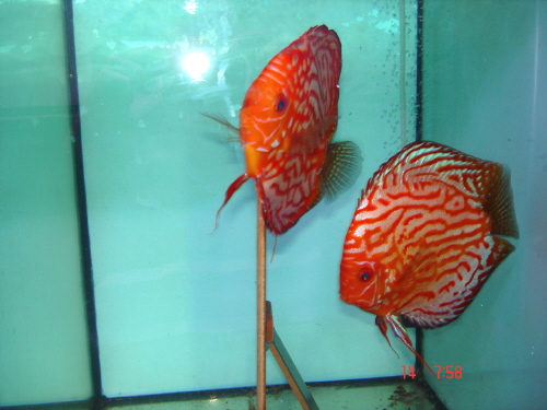 piegon blood rot 2.JPG