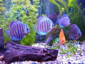 Resize of Resize of Resize of rybcie.jpg