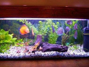 Resize of Resize of akwa2.jpg