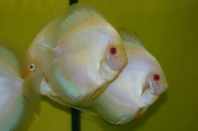 v_1_.l._galaxy1_353_737_Bildgröße ändern.jpg