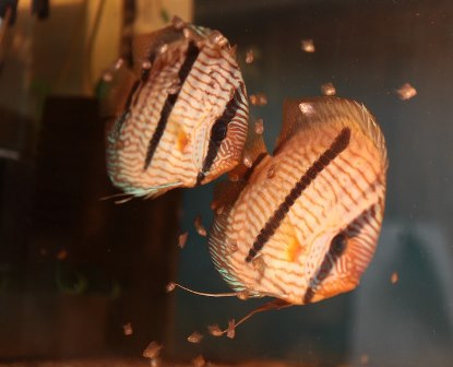 056 - Kopia - Kopia.JPG