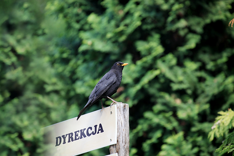 Zoo Kraków 2013 277 kopia i.jpg