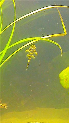 IMAG0525 (Custom).jpg