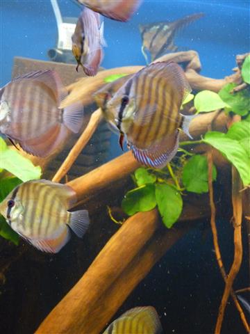 P1070130 (Custom).JPG