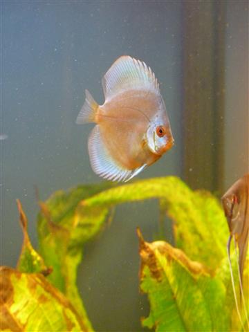 P1070136 (Custom).JPG