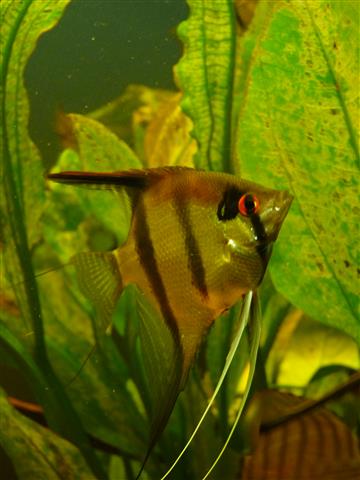 P1070152 (Custom).JPG