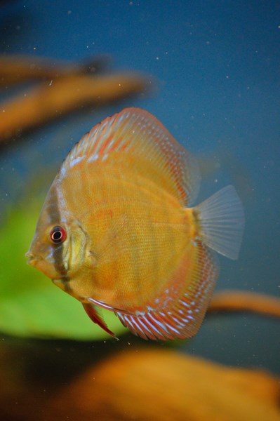 DSC_0010 (Kopiowanie).jpg