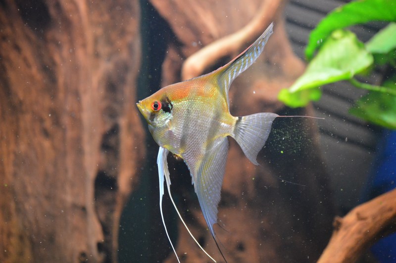 DSC_0059 (Kopiowanie).JPG