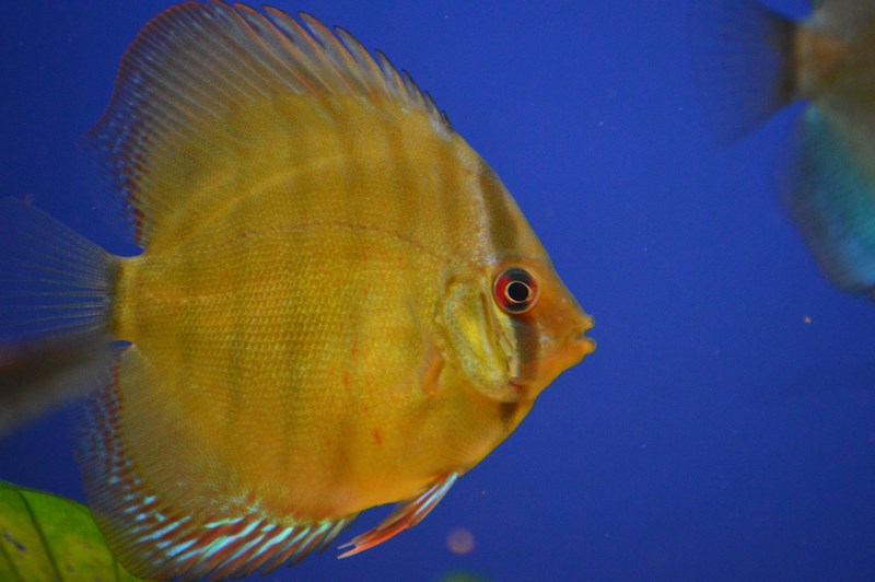 DSC_0069 (Kopiowanie).JPG