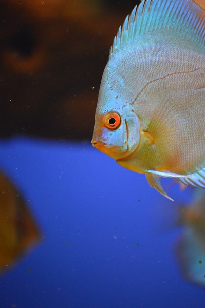 DSC_0071 (Kopiowanie).JPG