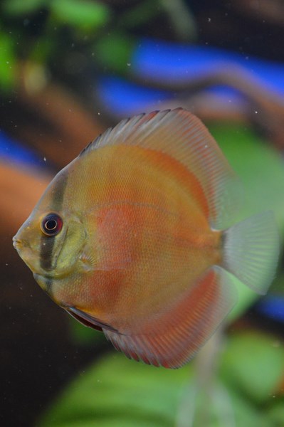 DSC_0074 (Kopiowanie).JPG