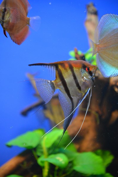 DSC_0093 (Kopiowanie).JPG