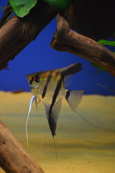 DSC_0102 (Kopiowanie).JPG