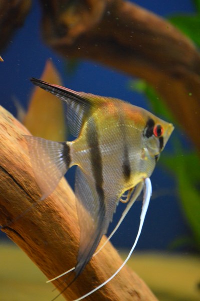 DSC_0109 (Kopiowanie).JPG