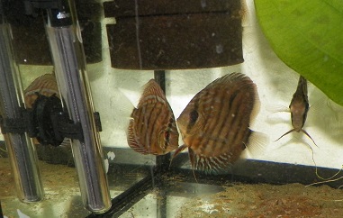 100_0831 — kopia.JPG