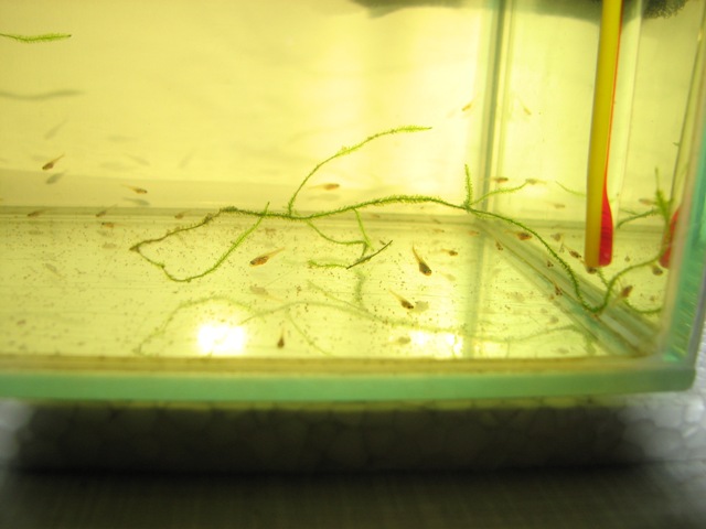 Narybek neona 30dni.jpg