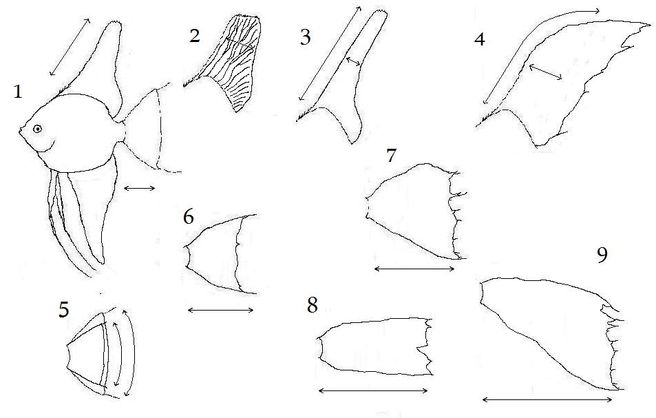 Żaglowiec - szerokopłetwy, długopłetwy, weloniasty.jpg