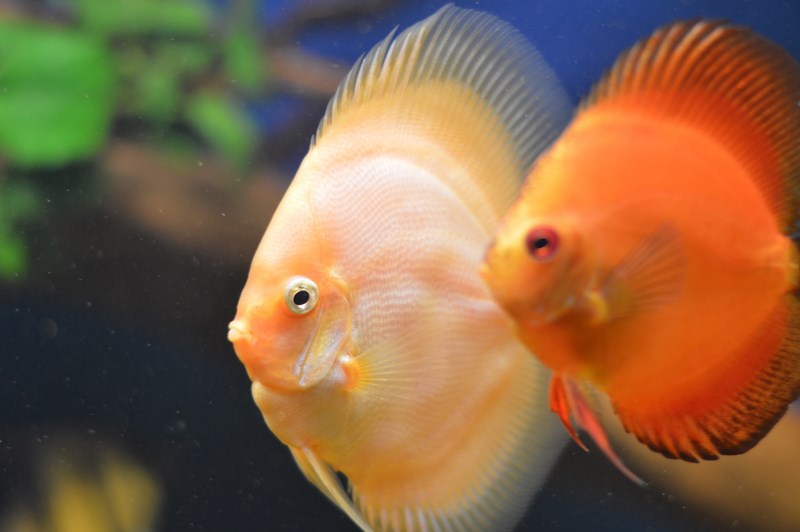 DSC_0012 (Kopiowanie).JPG