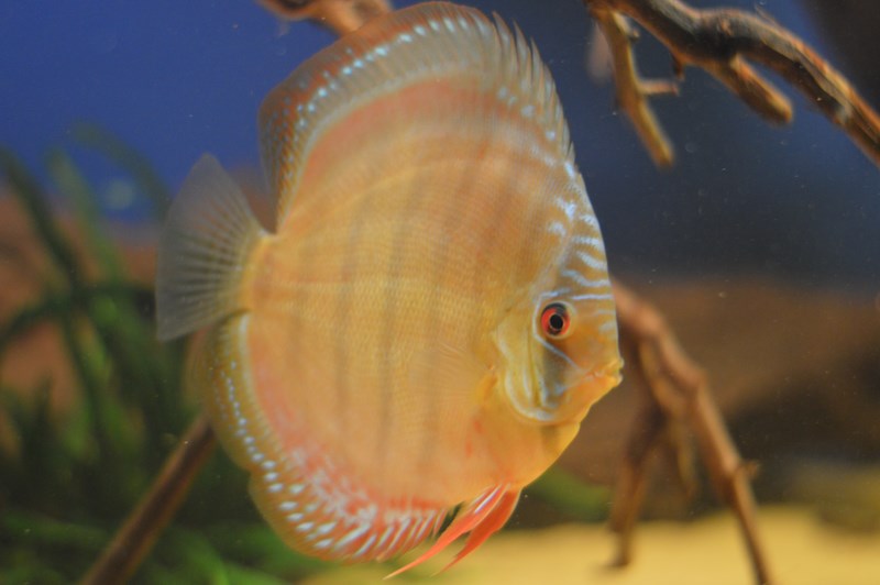 DSC_0016 (Kopiowanie).JPG