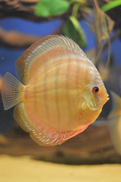 DSC_0020 (Kopiowanie).JPG