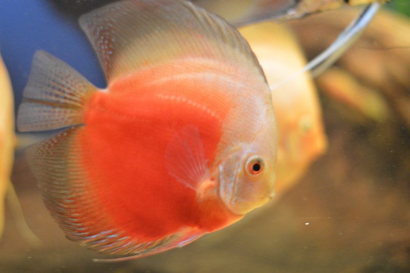 DSC_0021 (Kopiowanie).JPG