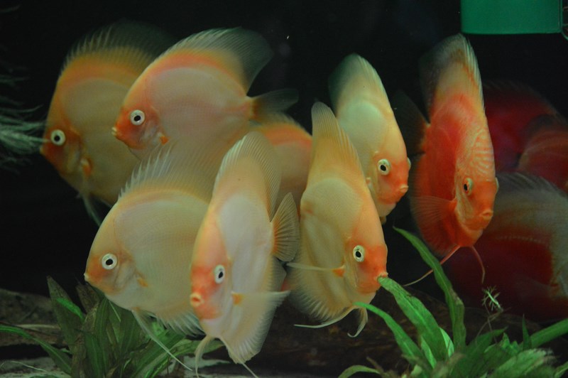 DSC_0023 (Kopiowanie).JPG