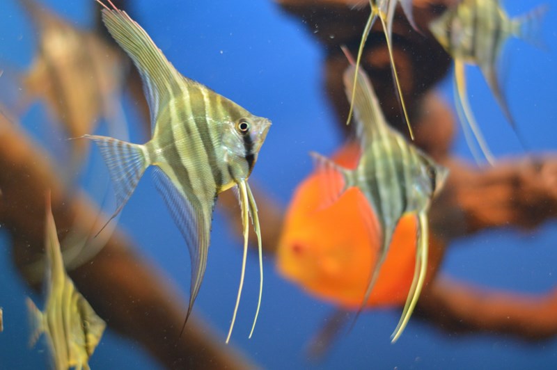 DSC_0075 (Kopiowanie).JPG