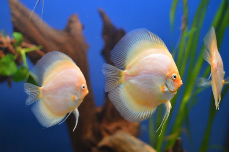 DSC_0089 (Kopiowanie).JPG