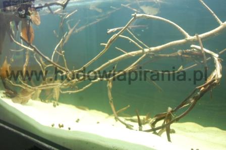 DSC_0003_wm PKMD.jpg