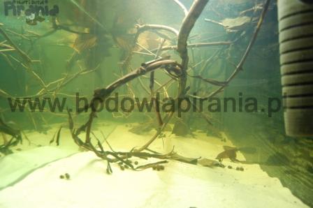 DSC_0013 (2)_wm PKMD.jpg