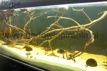 DSC_0082_wm PKMD.jpg