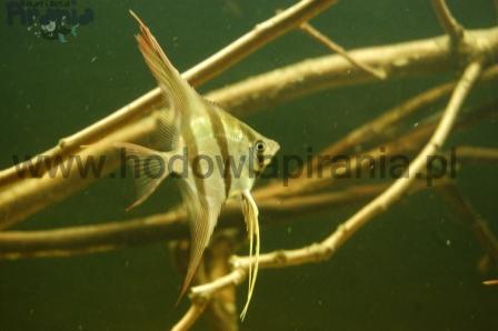 DSC_0004_wm PKMD.jpg