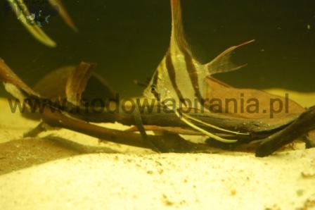 DSC_0038_wm PKMD.jpg