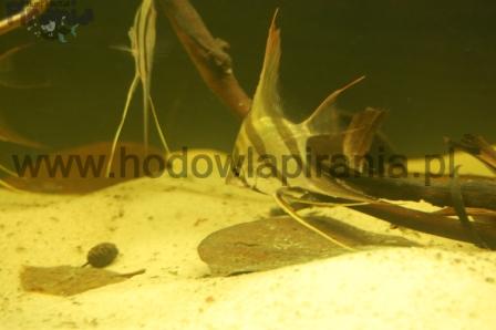 DSC_0042_wm PKMD.jpg