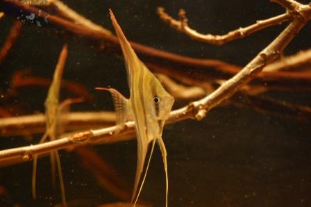 DSC_0011_wm PKMD.jpg