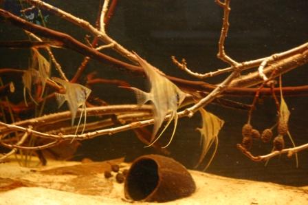 DSC_0012_wm PKMD.jpg