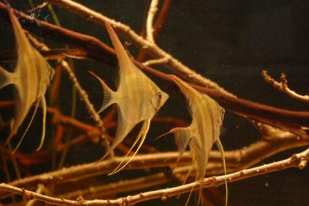 DSC_0016_wm PKMD.jpg