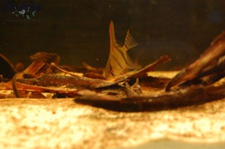 DSC_0025_wm PKMD.jpg