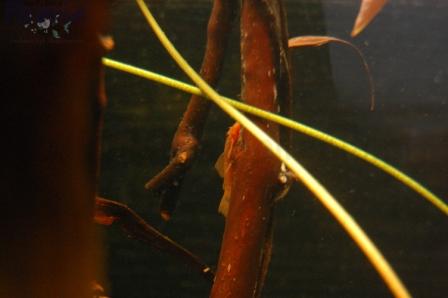 DSC_0052_wm PKMD.jpg